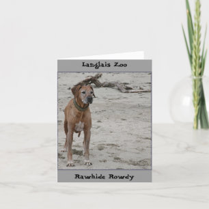 Rowdy, Rawhide Rowdy, Langlais Zoo Karte