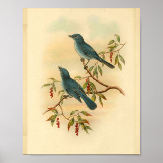 Rowley's Blue Flycatcher Bird Vintag Print Poster