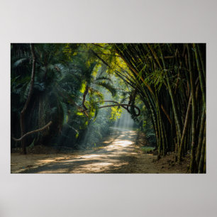 Rows of Bamboo Poster