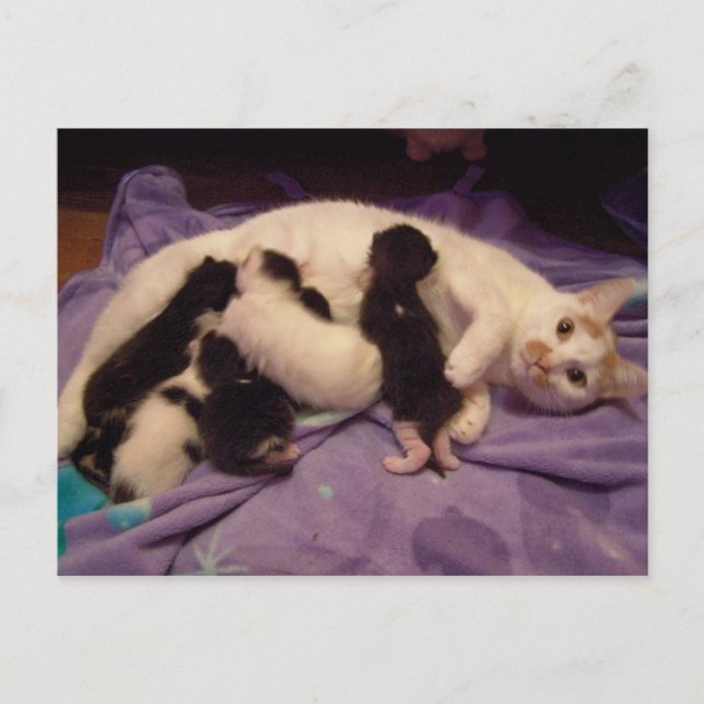 Roxy mit Kätzchen Postkarte (Vorderseite)