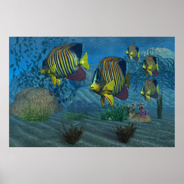 Royal Angelfish Print Poster (Vorne)
