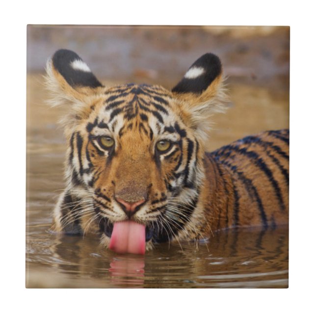Royal Bengal Tiger cub, Drinking Water Fliese (Vorderseite)