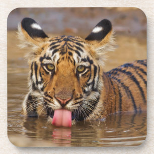 Royal Bengal Tiger cub, Drinking Water Getränkeuntersetzer