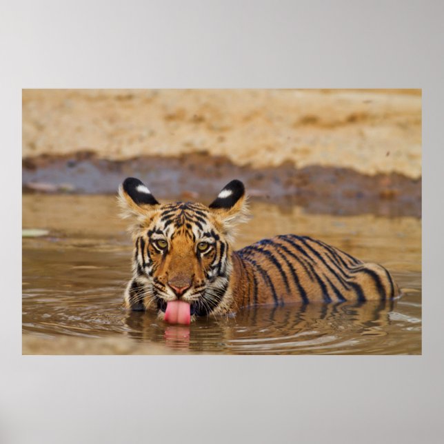 Royal Bengal Tiger cub, Drinking Water Poster (Vorne)