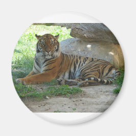 Royal Bengal Tiger Magnet