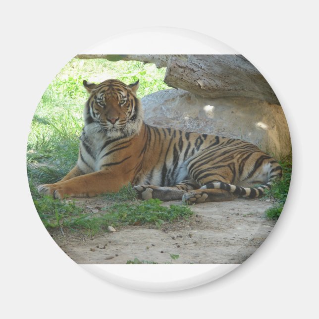 Royal Bengal Tiger Magnet (Vorne)