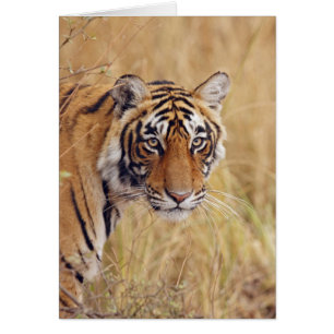 Royal Bengalisch Tiger