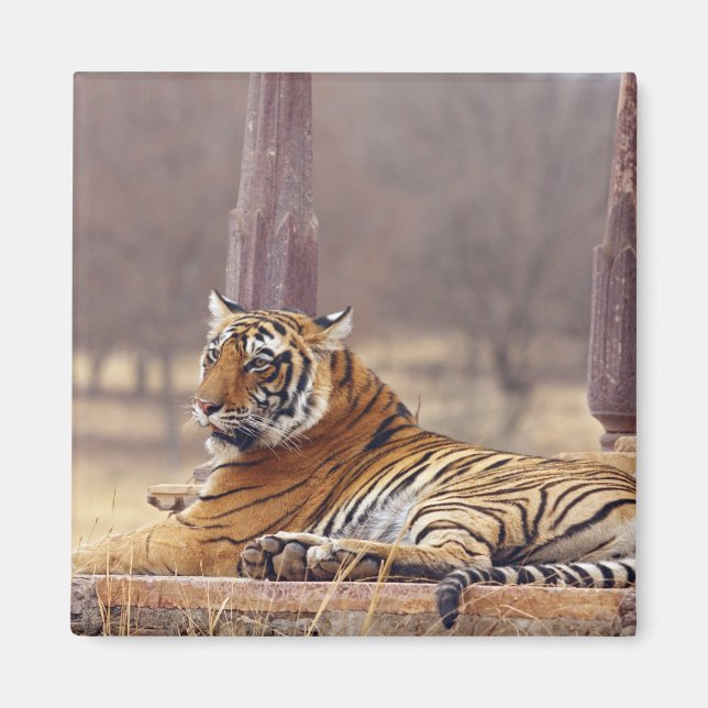 Royal Bengalisch Tiger an der Spitze, Magnet (Vorne)