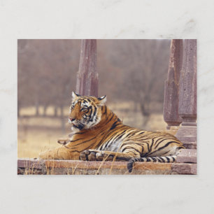 Royal Bengalisch Tiger an der Spitze, Postkarte