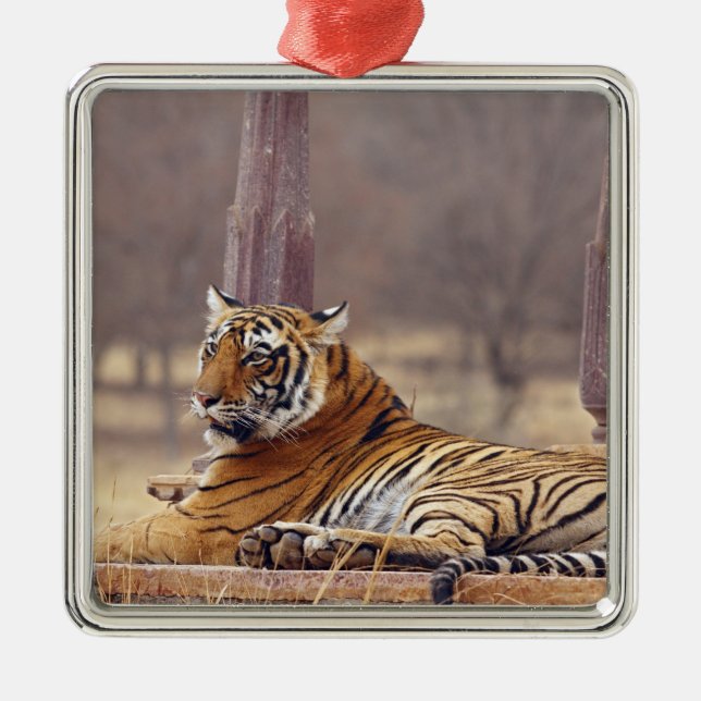 Royal Bengalisch Tiger an der Spitze, Silbernes Ornament (Vorne)