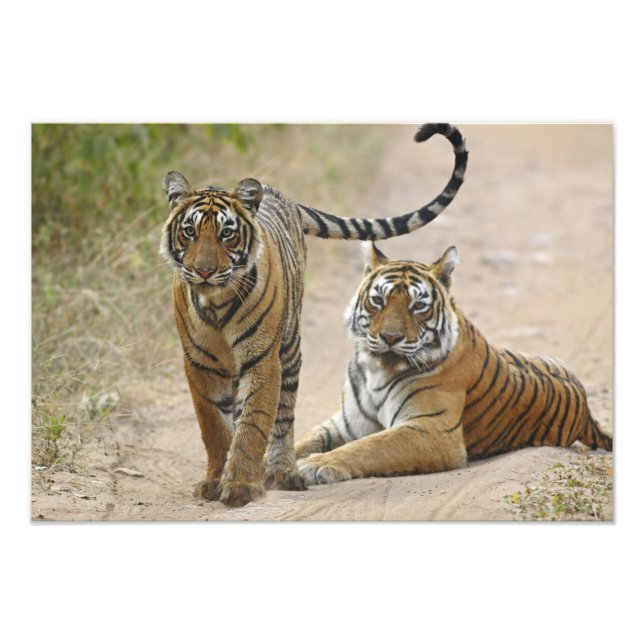 Royal Bengalisch Tiger and young, Ranthambhor Fotodruck (Vorne)