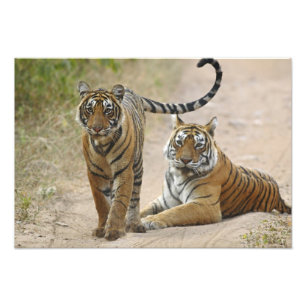 Royal Bengalisch Tiger and young, Ranthambhor Fotodruck