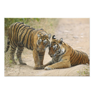 Royal Bengalisch Tiger and young - Touching ahead, Fotodruck