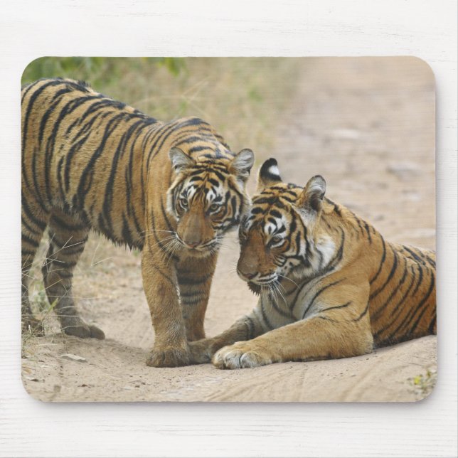 Royal Bengalisch Tiger and young - Touching ahead, Mousepad (Vorne)