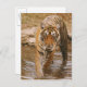 Royal Bengalisch Tiger aus dem Dschungelteich, Postkarte (Vorne/Hinten)