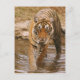 Royal Bengalisch Tiger aus dem Dschungelteich, Postkarte (Vorderseite)