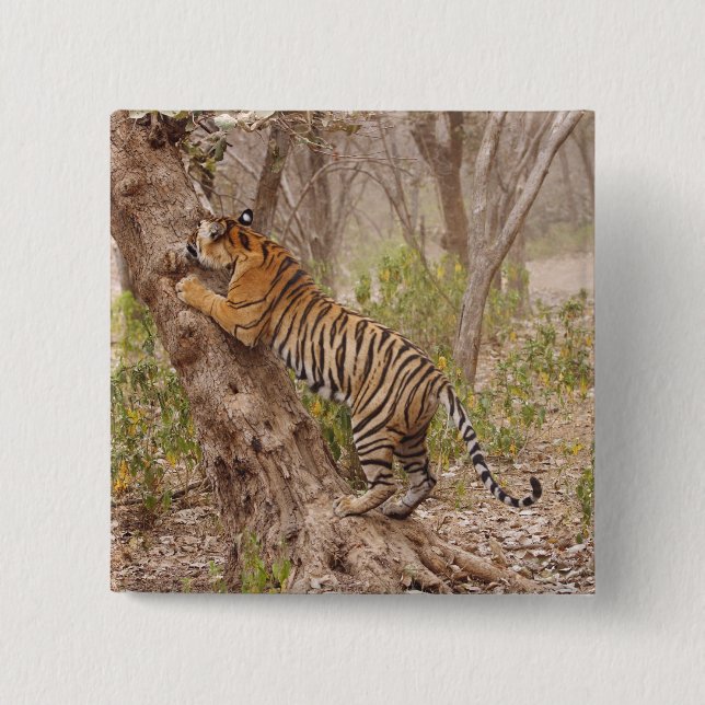 Royal Bengalisch Tiger klettert den Baum hinauf, Button (Vorderseite)