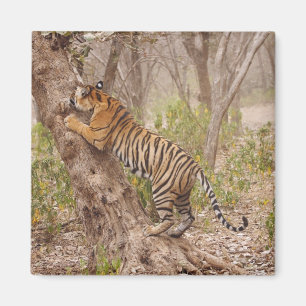 Royal Bengalisch Tiger klettert den Baum hinauf, Magnet