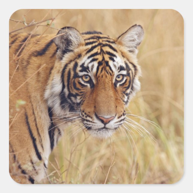 Royal Bengalisch Tiger Quadratischer Aufkleber (Vorderseite)