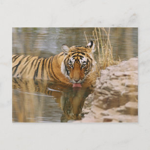 Royal Bengalisch Tiger trinkt im Wald Postkarte