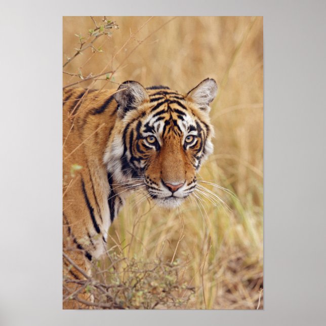 Royal Bengalisch Tiger watching from Poster (Vorne)