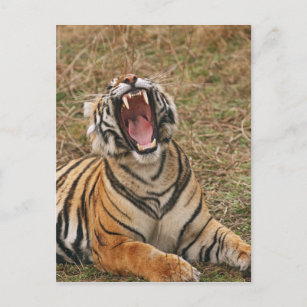 Royal Bengalisch Tiger yawning, Ranthambhor Postkarte