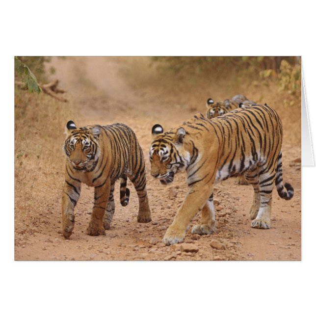 Royal Bengalisch Tigers on move, Ranthambhor 2 (Vorderseite (Horizontal))
