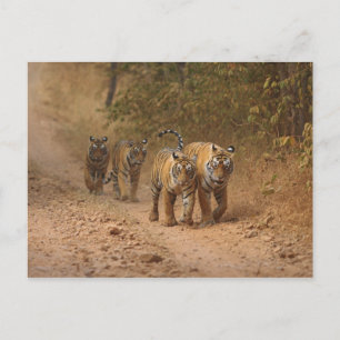 Royal Bengalisch Tigers on move, Ranthambhor Postkarte