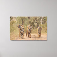 Royal Bengalisch Tigers on track, Ranthambhor