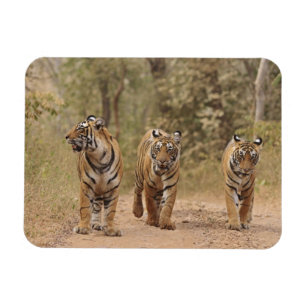 Royal Bengalisch Tigers on track, Ranthambhor Magnet