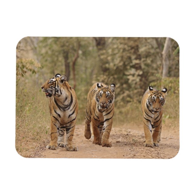 Royal Bengalisch Tigers on track, Ranthambhor Magnet (Horizontal)