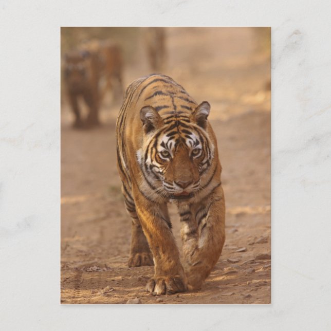 Royal Bengalisch Tigers on track, Ranthambhor Postkarte (Vorderseite)