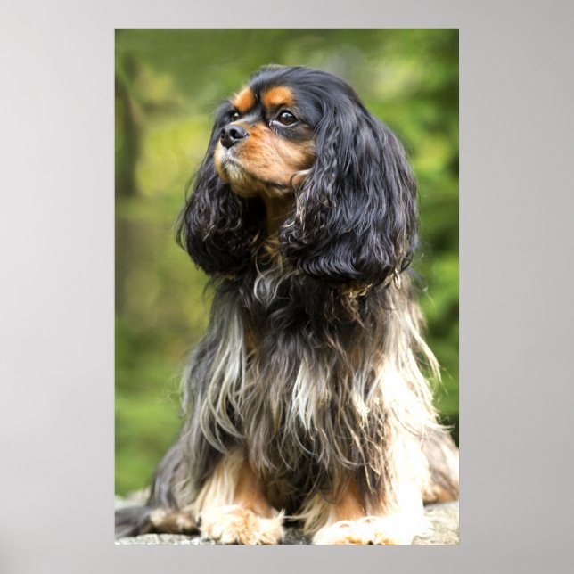 Royal Black and Tan Cavalier King Charles Spaniel Poster (Vorne)