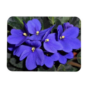Royal Blue African Violet Magnet