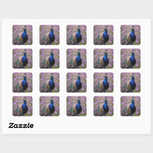 Royal Blue: Blue Peacock in Lavender Field, Quadratischer Aufkleber