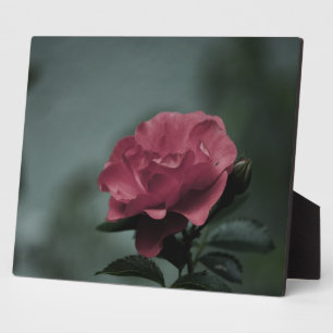 Royal Blush Plaque Fotoplatte