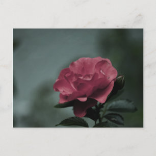 Royal Blush Postcard Postkarte