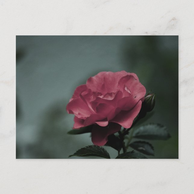 Royal Blush Postcard Postkarte (Vorderseite)