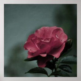 Royal Blush Print Poster