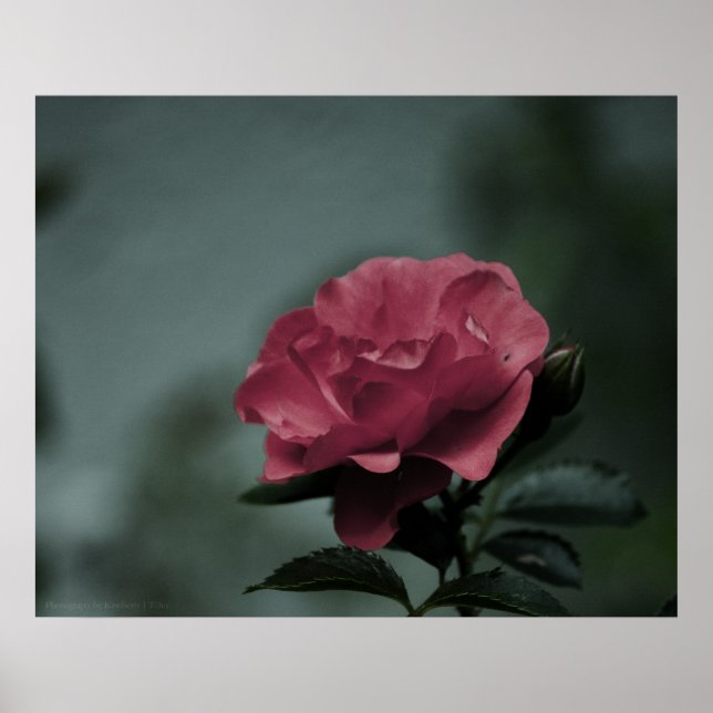 Royal Blush Print Poster (Vorne)