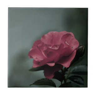 Royal Blush Tile Fliese