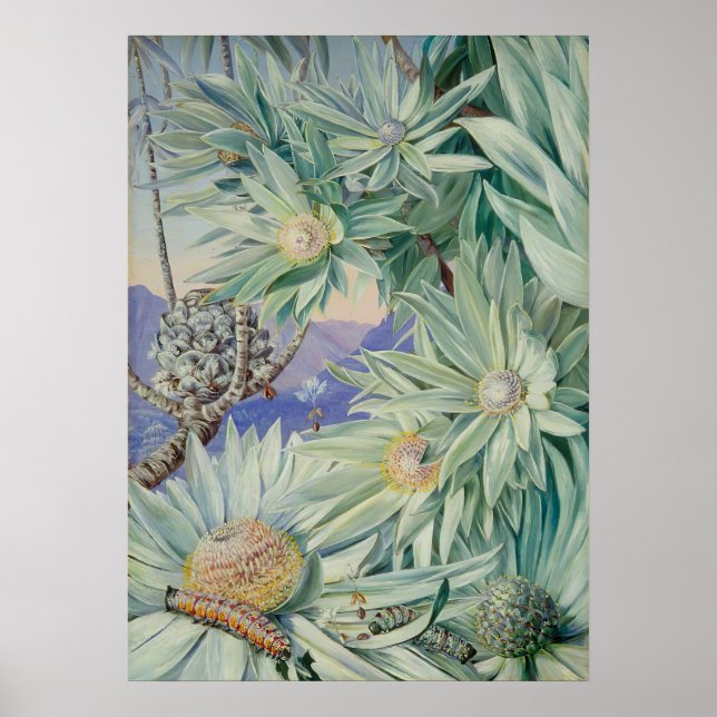 Royal Botanic Garden by Marianne North Poster (Vorne)