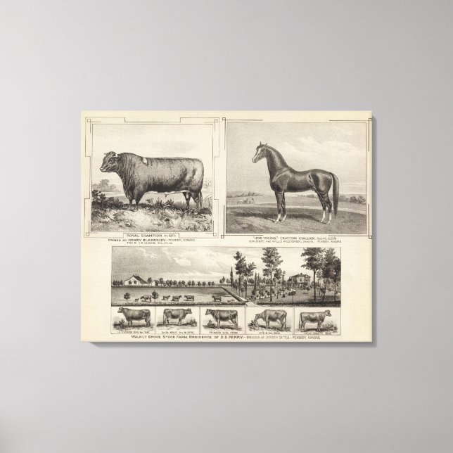 Royal Champion, Joe Young, Kansas Leinwanddruck (Vorderseite)