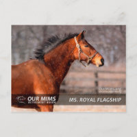 Royal Flagship Postcard