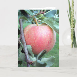 Royal Gala Apple Karte