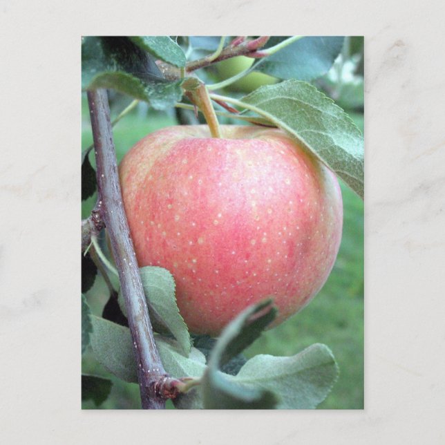 Royal Gala Apple Postkarte (Vorderseite)