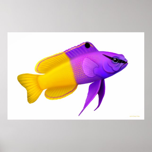 Royal Gramma Coral Reef Fish Poster (Vorne)