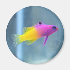 Royal Gramma Foto Magnet