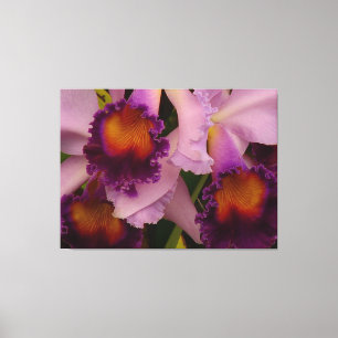 Royal Lila Cattleya Orchid Leinwanddruck