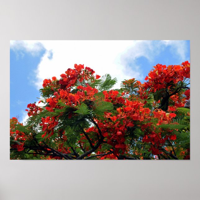 Royal Poinciana Blühende Baumdruckerei Poster (Vorne)